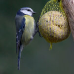 boule de graisse pour oiseau