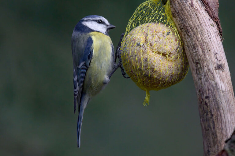 boule de graisse pour oiseau