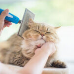 brosse pour chats