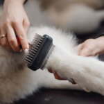 brosse pour chien