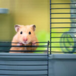 cage à hamster