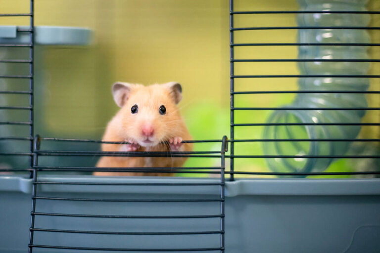 cage à hamster
