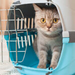 cage de transport pour chats