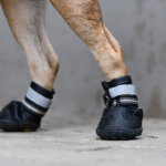 chaussures pour chiens
