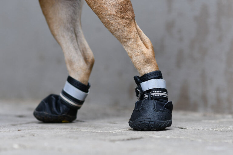 chaussures pour chiens