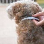 collier anti-tiques pour chiens