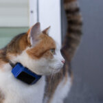 collier gps pour chats