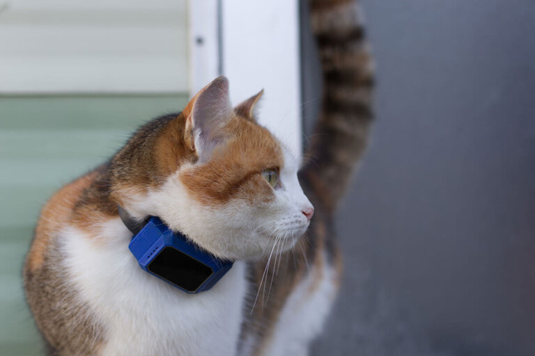 collier gps pour chats