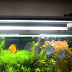 éclairage pour aquarium