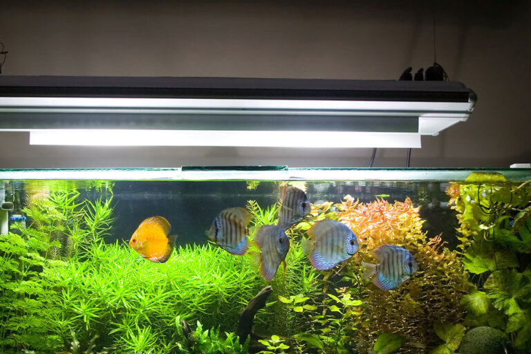 éclairage pour aquarium