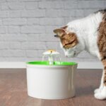 fontaine à eau pour chats