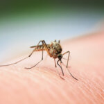 guérisseur de piqûres d'insectes