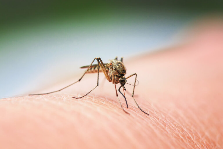 guérisseur de piqûres d'insectes