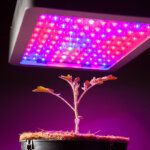 lampe pour plantes