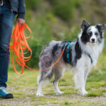 longe pour chiens