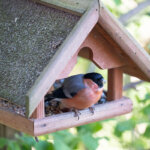 mangeoire pour oiseaux