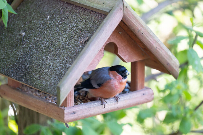 mangeoire pour oiseaux