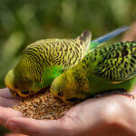 nourriture pour oiseaux