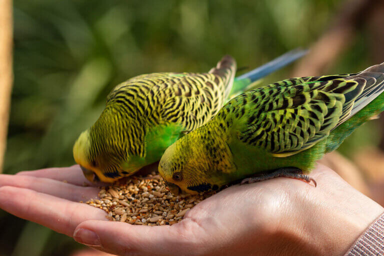 nourriture pour oiseaux