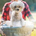 panier vélo pour chiens