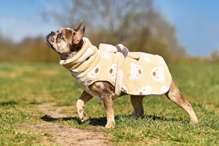 peignoir pour chiens
