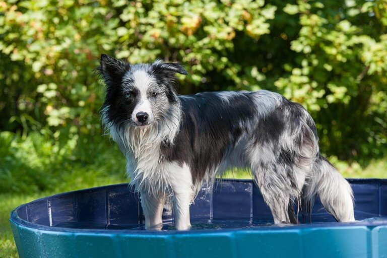 piscine pour chien