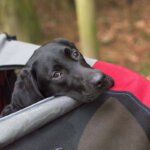 poussette pour chiens