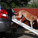 rampe pour chiens