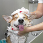 shampooing pour chiens