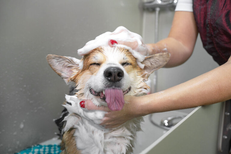 shampooing pour chiens