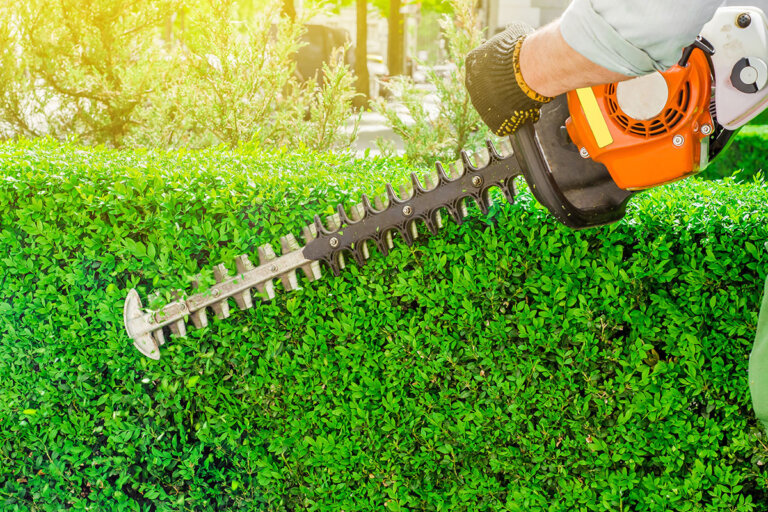 taille-haies thermique