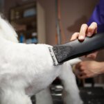 tondeuse pour chiens